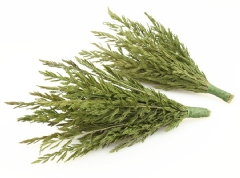 Ver Ficha de Cipresina verde ramillete 12 cm. (Blíster 2 UNI.)