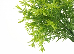 Ramillete de olivo pequeño