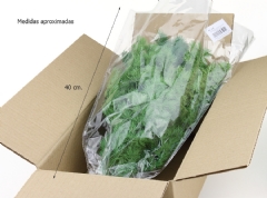 Esparraguera preservada (Ramillete 40 cm.)