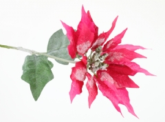 Pack 4 poinsetias rosas nevadas