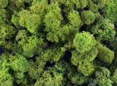 Ver Ficha de Musgo noruego verde bosque