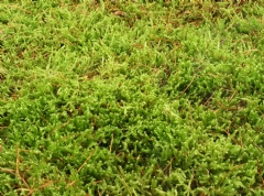 Ver Ficha de Musgo natural plano en capas (Caja 350 gr.)