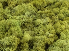 Ver Ficha de Musgo noruego verde claro