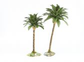 Ver Ficha de Palmera