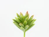 Ver Ficha de Cactus - agave