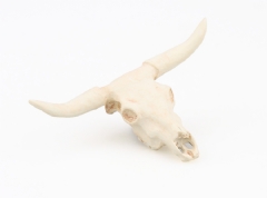 Ver Ficha de Cráneo de buey (12-15 cm.)