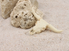 Cráneo de buey (12-15 cm.)