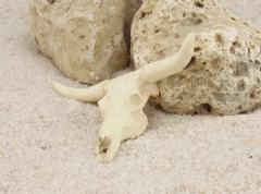 Cráneo de buey (12-15 cm.)