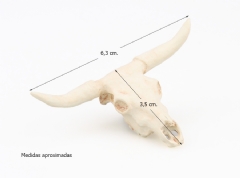 Cráneo de buey (12-15 cm.)