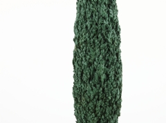 Ver Ficha de Ciprés 35 cm.