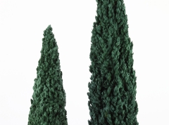 Ver Ficha de Ciprés 28 cm.