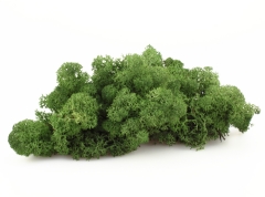 Ver Ficha de Musgo noruego preservado verde musgo (Bolsa 100 gr.)