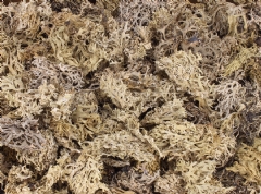 Ver Ficha de Liquen musgo natural