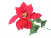 Ver Ficha de Poinsettia roja - Flor de Pascua