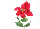 Ver Ficha de Poinsettia roja - Flor de Pascua