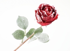 Ver Ficha de Pack 4 rosas rojas nevadas