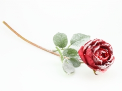 Ver Ficha de Pack 4 rosas rojas nevadas