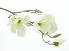 Ver Ficha de Rama de magnolia escarchada