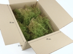 Teloxis Aristata preservada (Caja 35x25x10 cm.)