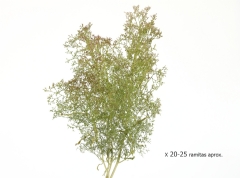 Teloxis Aristata preservada (Caja 35x25x10 cm.)