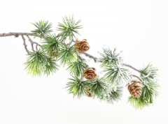 Ver Ficha de Pack 4 ramas de abeto con piñas nevadas