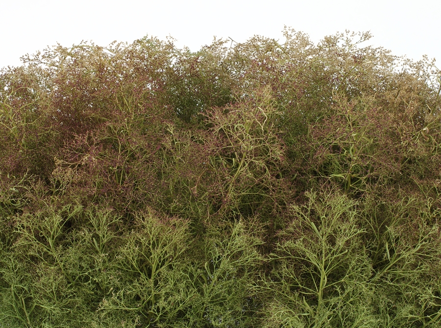 Teloxis Aristata para ramaje de árboles (20-25 ramas)