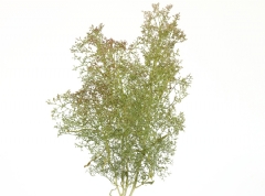 Teloxis Aristata para ramaje de árboles (20-25 ramas)