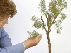 Ver Ficha de Teloxis Aristata para ramaje de árboles (20-25 ramas)